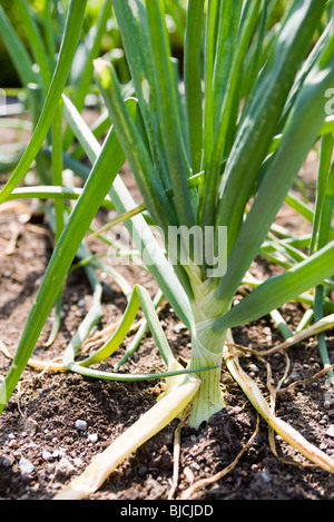 Fresh garlic growing in garden Stock Photo