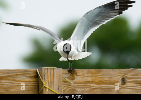 Laughing Gull landing on wooden fence Stock Photo