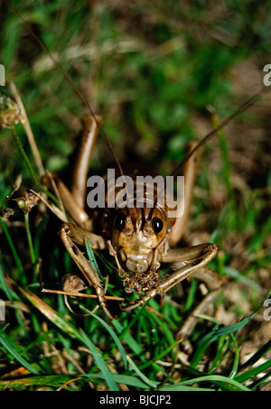 Giant weta from new Zealand worlds largest cricket and one of largest ...