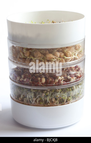 Adzuki beans, mung beans, and garbanzo beans in a sprouting dish. Charles Lupica Stock Photo