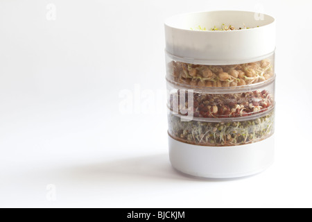 Adzuki beans, mung beans, and garbanzo beans in a sprouting dish. Charles Lupica Stock Photo