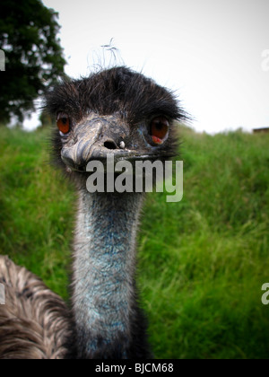 Emu head close up