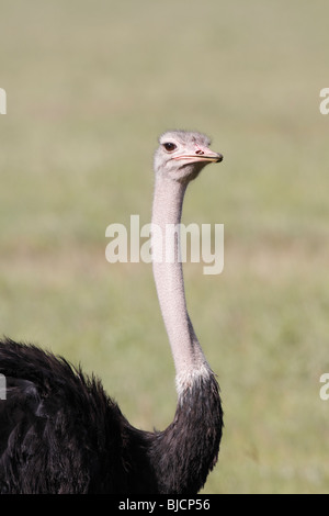 Portrait of a male Ostrich in Ngorongoro Crater of Tanzania Stock Photo