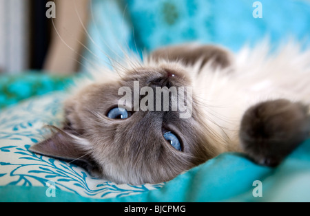 Ragdoll Cat Stock Photo