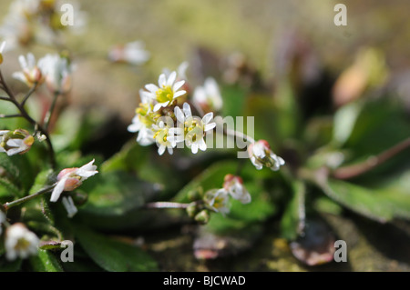 Common Whitlowgrass (Erophila verna agg) Stock Photo