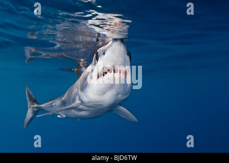 shortfin mako shark, Isurus oxyrinchus, very aggressive and the fastest swimmer of all shark species, San Diego, California, USA Stock Photo