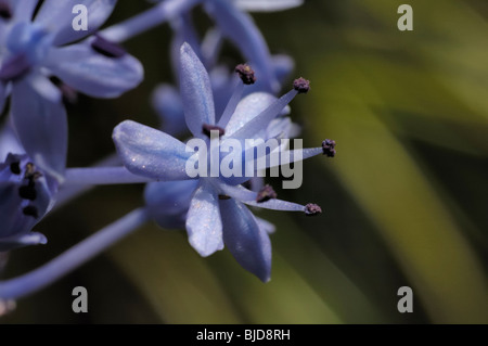 Italian Bluebell, Hyacinthoides italica Stock Photo