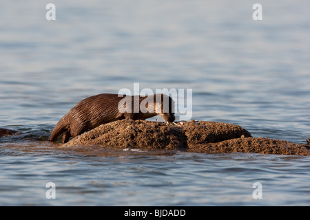 Otter (Lutra lutra) eating a fish on a rock on the Isle of Arran off the west coast of Scotland Stock Photo