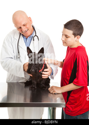 Veterinarian examines a Scotty dog while his young owner looks on. Isolated on white. Stock Photo