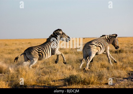 Two zebras fighting, kicking and biting