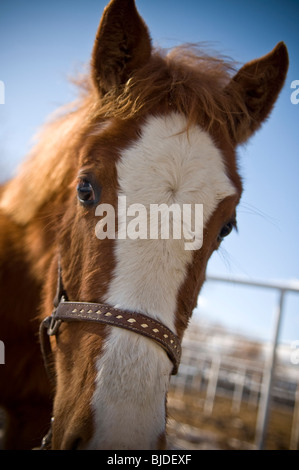 a young foal looks at the camera Stock Photo