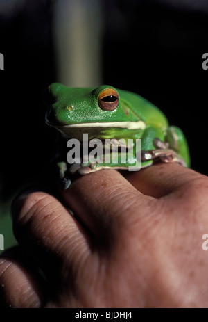 Green tree frog from Queensland Australia sitting on top of a man's hand (closeup - shallow focus). Stock Photo