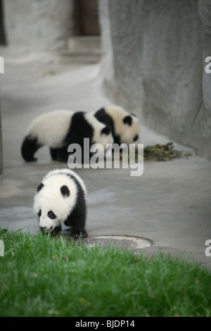 Small baby pandas at Chengdu Panda Breeding Research Base, in Chengdu, China. Stock Photo