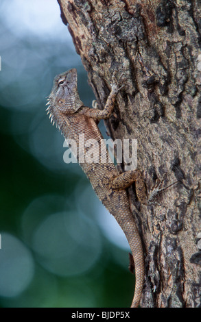 Garden Lizard, blood sucker, Calotes versicolor, Sri Lanka, Stock Photo