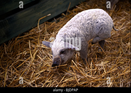 Mangalcsa piglets, Hungary stock photos Stock Photo