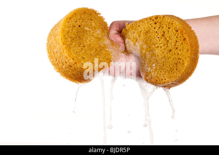 horizontal image of wringing the water out of a sponge on white Stock Photo