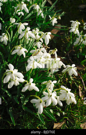 A group of snowdrops in country cemetery in the countryside. Stock Photo