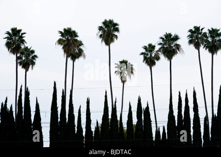 Palm trees and Cypress trees, Los Angeles County, California, United States of America Stock Photo