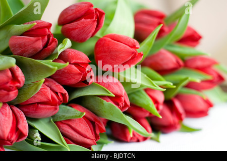 A bunch of red tulips Stock Photo