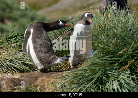 Gentoo penguin chasing away another gentoo penguin, Godthul, South Georgia Stock Photo