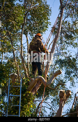 Tree surgeon at work using a chainsaw to trim branches Stock Photo