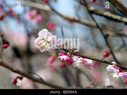 A Japanese Prunus Mume Ume Winter apricot spring blossoms. Closeup the end of a stem. Stock Photo
