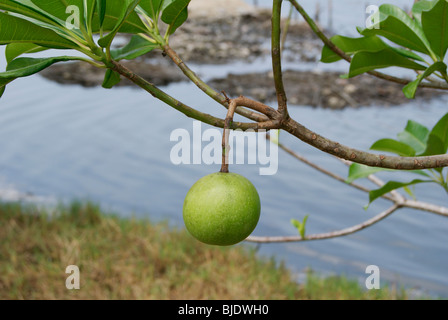 Cerbera odollam Suicide Tree also known as Pong-pong or Othalanga a Poisonous Tree fruit found in Kerala India used for Suicide Stock Photo