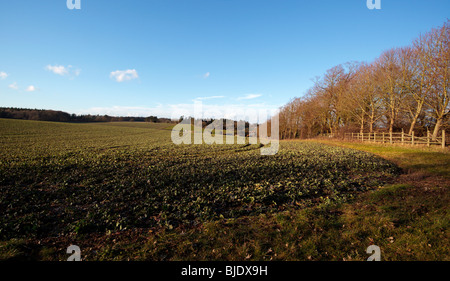 Farm field and distant farm in the Chiltern Hills Oxfordshire England UK Stock Photo