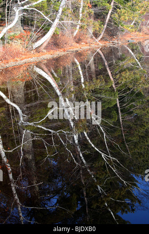 Mirrored image of tree limbs in lake reflection, white birch, aspen, evergreen, fir trees, green, boughs, blue lake, fall colors Stock Photo