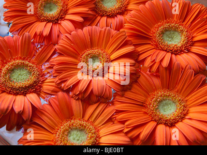 Several orange gerbera flowers suitable for background Stock Photo