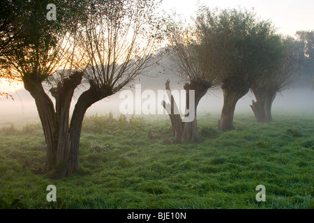 Old Crack Willows (Salix fragilis) at sunrise in a meadow near the Blankaart nature reserve, Woumen, Belgium, Europe Stock Photo