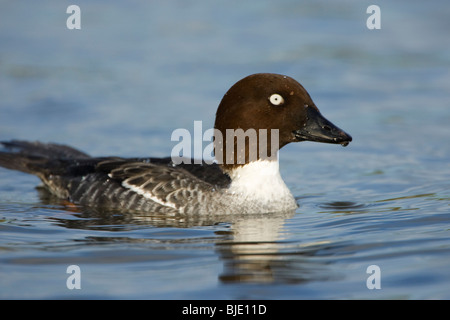 Portrait of female Goldeneye (Bucephala clangula) swimming, Zeeland, the Netherlands Stock Photo