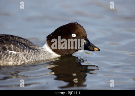 Close up of female Goldeneye (Bucephala clangula) swimming, Zeeland, the Netherlands Stock Photo