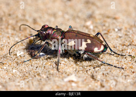Northern dune tiger beetle (Cicindela hybrida) in sand dune, De Panne, Belgium Stock Photo