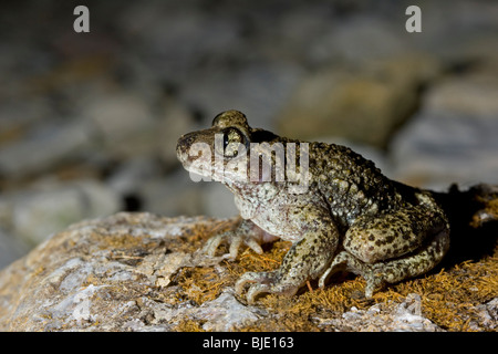 Common midwife toad (Alytes obstetricans) portrait on rock at night, Lorraine, France Stock Photo