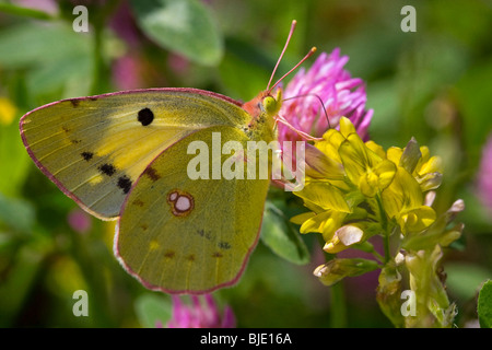 Pale clouded yellow (Colias hyale) on Medicago falcata (Sickle medic) in meadow, France Stock Photo