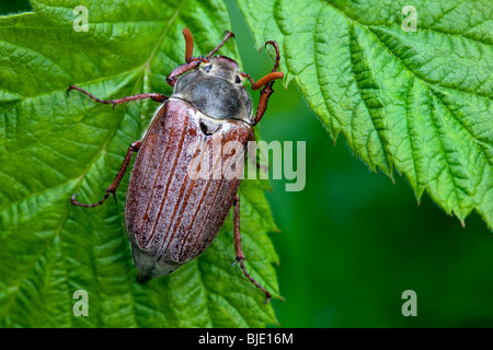 Common cockchafer (Melolontha melolontha) on leaf, Belgium, Europe Stock Photo
