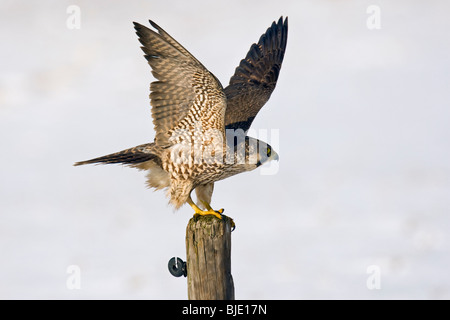 Young male Peregrine falcon (Falco peregrinus) taking off from pole to hunt in meadow in the snow in winter, Uitkerke, Belgium Stock Photo