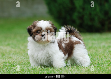 Little shih tzu puppy portrait Stock Photo