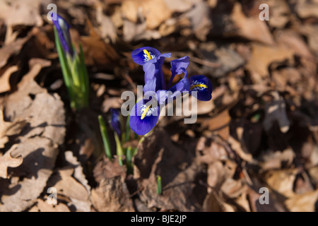 Blooming purple Iris reticulata joyce flowers buried in fallen leaves in early Spring  from above nobody blurred blurry blur background hi-res Stock Photo