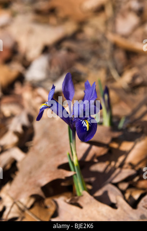 Blooming purple Iris reticulata joyce flower buried in fallen dried oak leaves early Spring  from above nobody blurred blurry blur background hi-res Stock Photo
