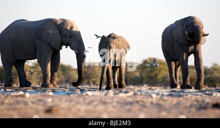 The biggest elephants I have seen were in Namibia, Africa, congregating around a waterhole and seeming very happy about life. Stock Photo