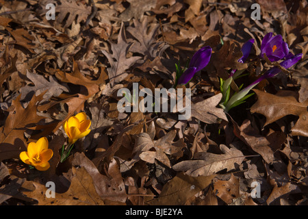 Blooming yellow crocus  flowers dry leaves in early spring top view from above nobody blurred blurry blur background the ground hi-res Stock Photo