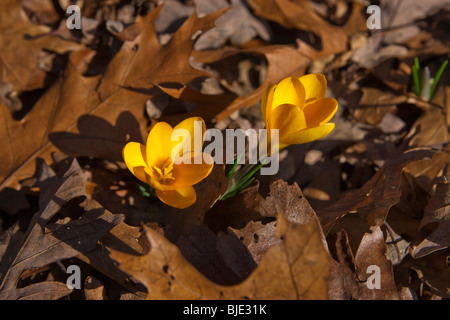 Blooming yellow  crocuses zwanenburg bronze flowers dried oak leaves early Spring top view from above nobody blurred blurry blur background hi-res Stock Photo