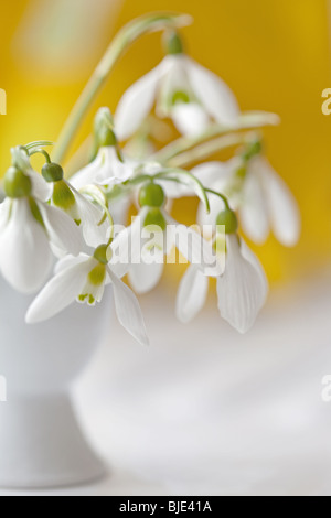 Galanthus elwesii - Snowdrops in a white egg cup
