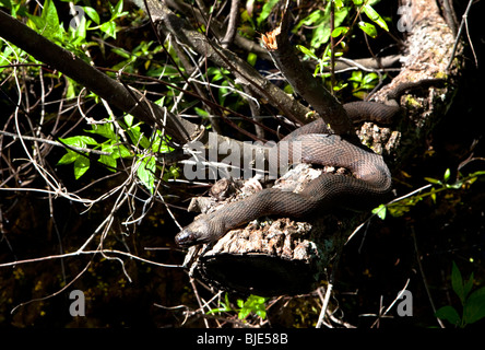 Florida Banded Water Snake,  Nerodia fasciata pictiventris, Lettuce Lake Park, Tampa Stock Photo