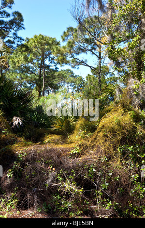 Pine Forest, Honeymoon Island State Park, Florida Stock Photo