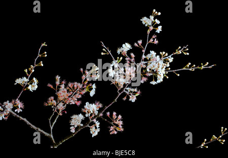 Chickasaw Plum, Prunus angustifolia, Hernando County, Florida Stock Photo