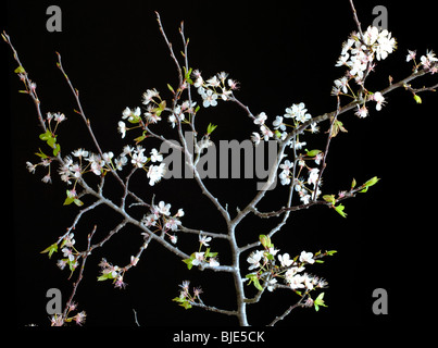 Chickasaw Plum, Prunus angustifolia, Hernando County, Florida Stock Photo