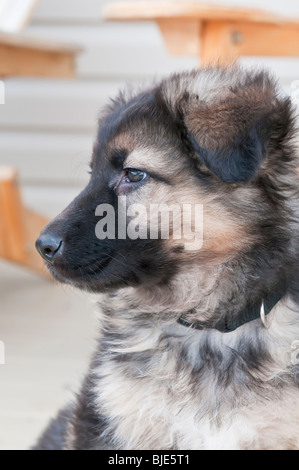 German shepherd puppy, nine (9) weeks old, portrait Stock Photo